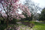 9th Apr 2022 - the magnolia tree