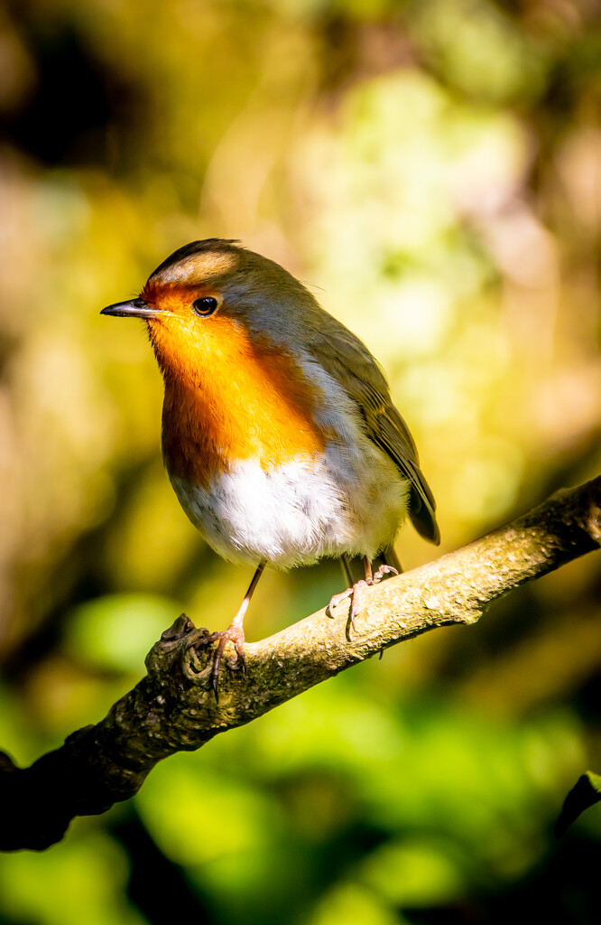 A little robin by swillinbillyflynn