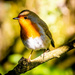 A little robin by swillinbillyflynn