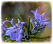 9th Apr 2022 - Rosemary For Remembrance
