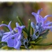 Rosemary For Remembrance by carolmw