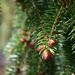 baby pine cone by parisouailleurs