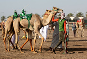 9th Apr 2022 - After the camels have been caught... 