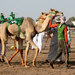 After the camels have been caught...  by ingrid01