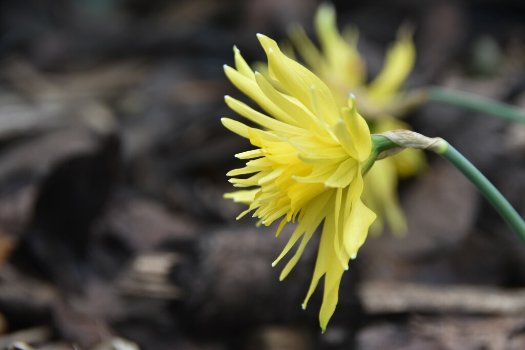 Spikey daffodil by 365anne