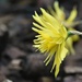 Spikey daffodil by 365anne