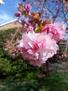 9th Apr 2022 - Cherry blossom