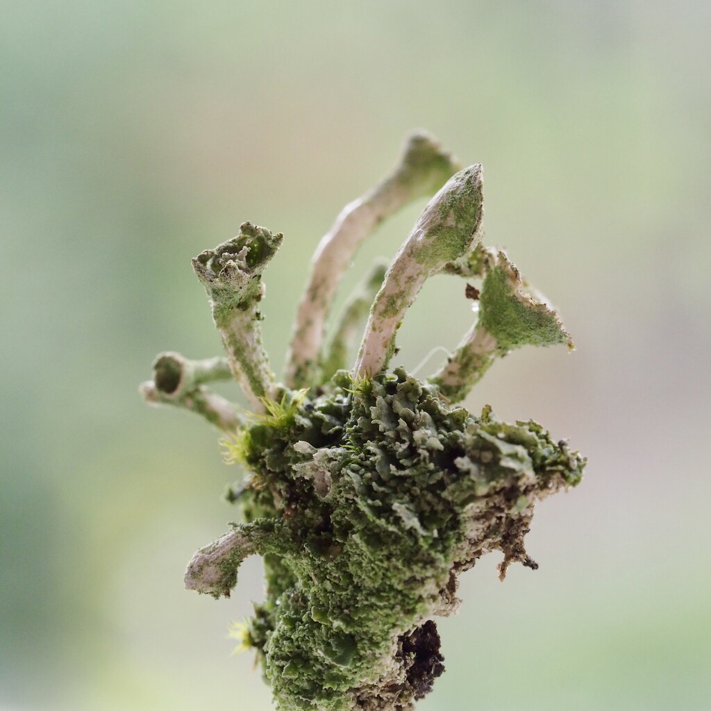 Lichen by jacqbb