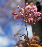 7th Apr 2022 - April Blossoms 