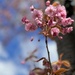 April Blossoms  by rensala