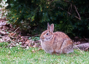 9th Apr 2022 - Garden Bunny