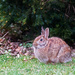 Garden Bunny by gardencat