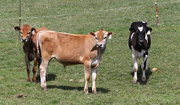 9th Apr 2022 - Young cows