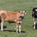Young cows by mittens