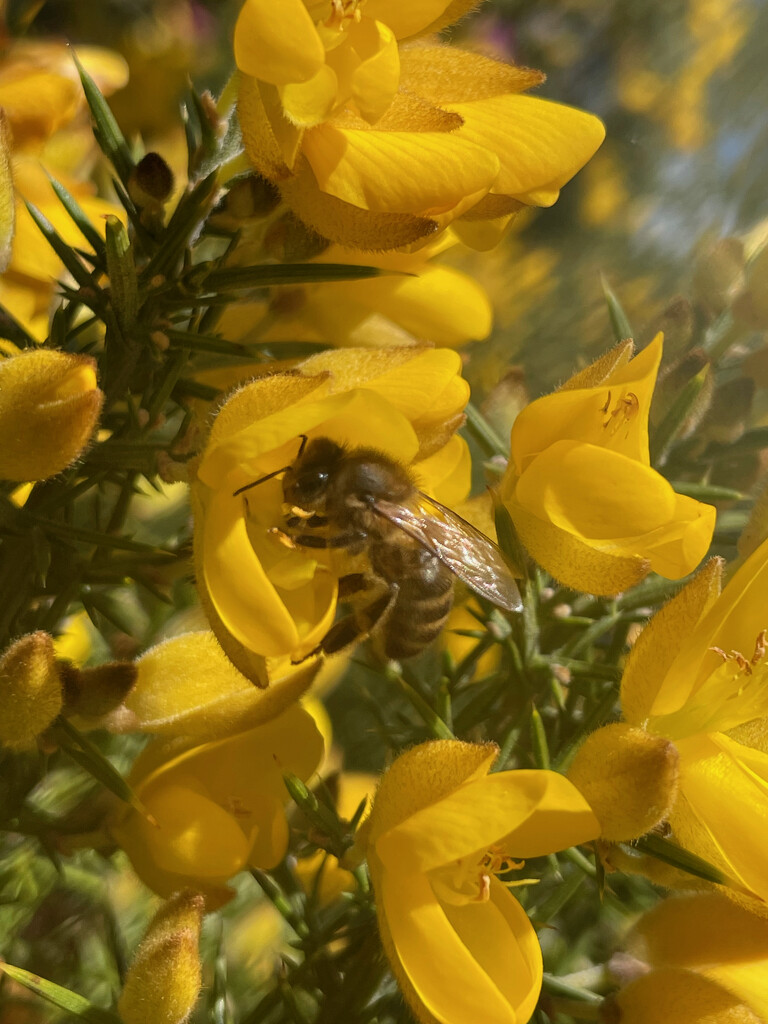 Bee on Gorse by 365projectmaxine