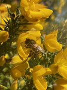 9th Apr 2022 - Bee on Gorse