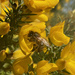 Bee on Gorse by 365projectmaxine