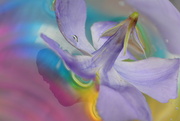 9th Apr 2022 - Periwinkle riding the rainbow........