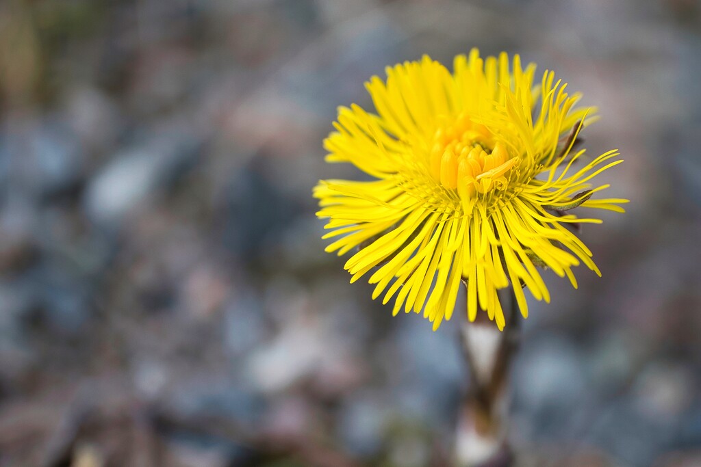 Coltsfoot by okvalle