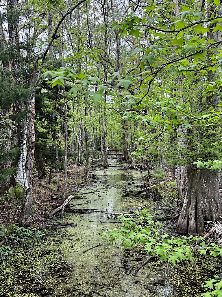 Drainage slough in the cypress swamp by congaree