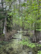 9th Apr 2022 - Drainage slough in the cypress swamp