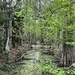 Drainage slough in the cypress swamp by congaree