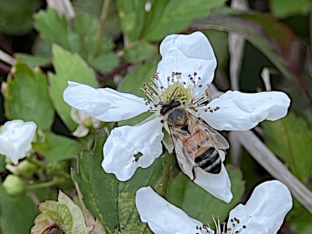 Bee enjoying nectar from a Southern dewberry flower by congaree