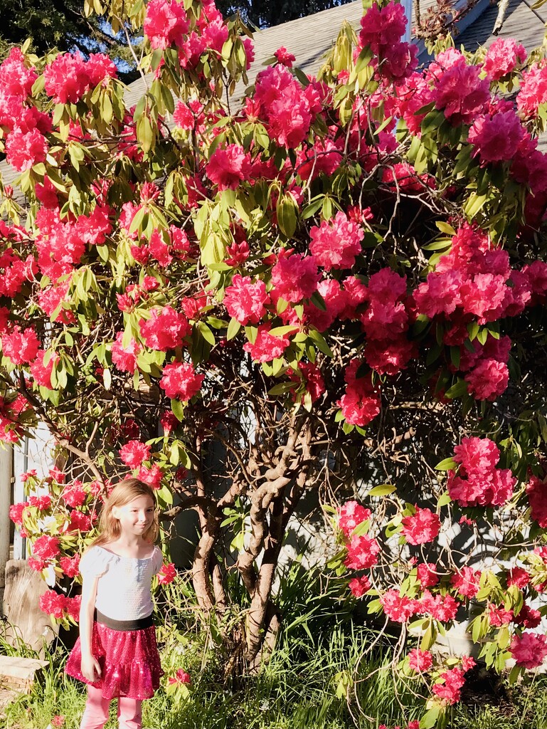Granddaughter and Grand Rhododendron  by pandorasecho