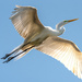 Egret Going Back for More Nesting Material! by rickster549