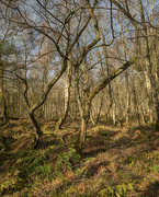 9th Apr 2022 - Bishop's Wood