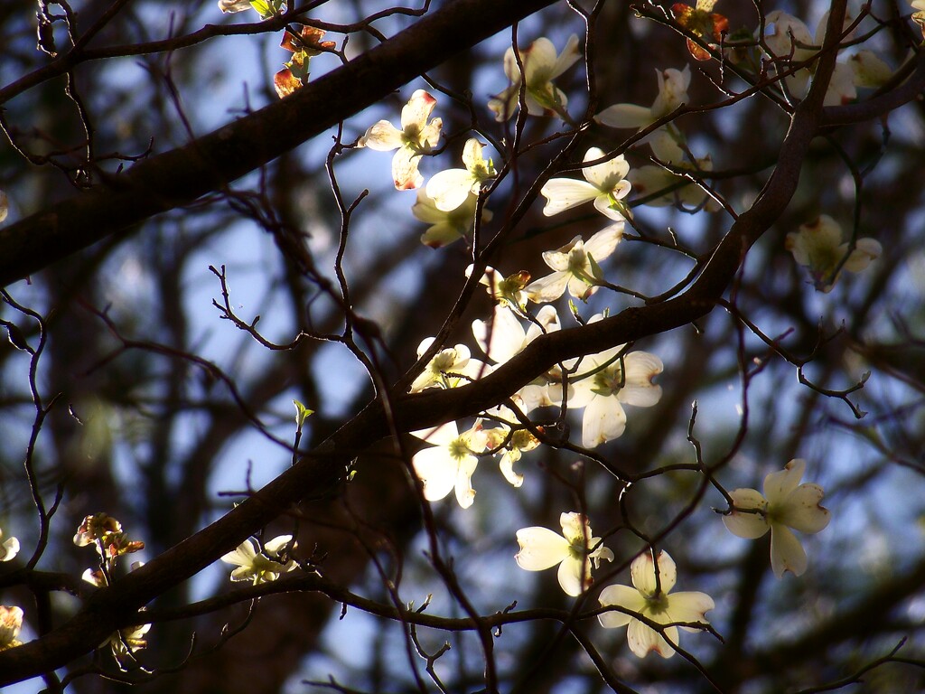 Backlit blossoms... by marlboromaam
