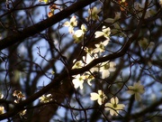 10th Apr 2022 - Backlit blossoms...