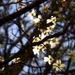 Backlit blossoms... by marlboromaam