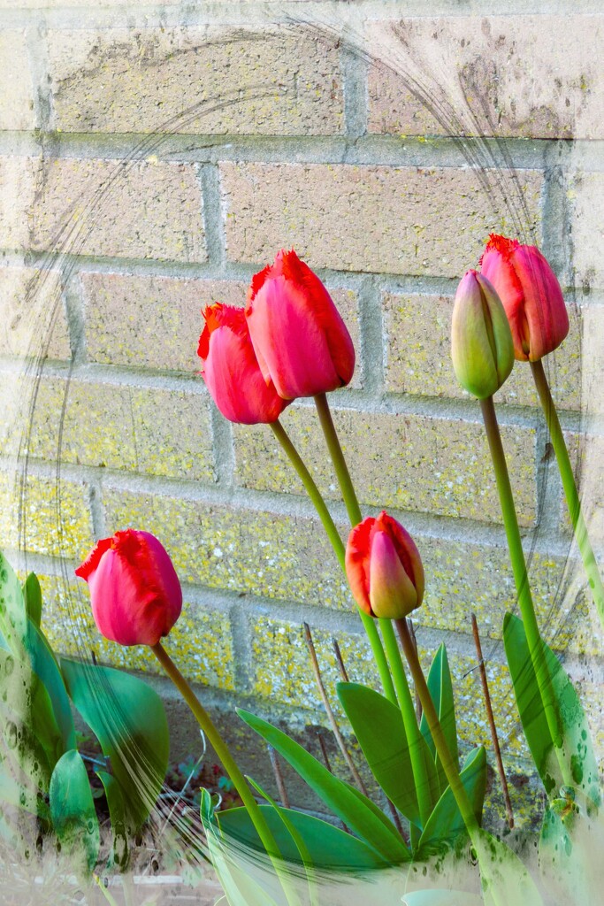 Tulips in the garden !  by beryl