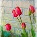 Tulips in the garden !  by beryl