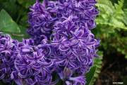9th Apr 2022 - Purple Hyacinthus