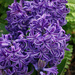 Purple Hyacinthus by larrysphotos