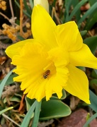 9th Apr 2022 - Daffodil and Friend
