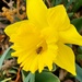 Daffodil and Friend by harbie