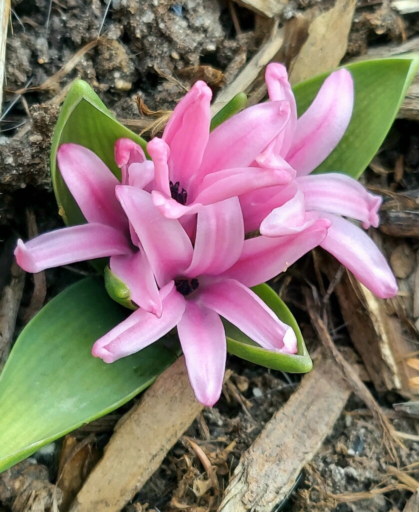 Pink Hyacinths by harbie