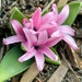 Pink Hyacinths by harbie