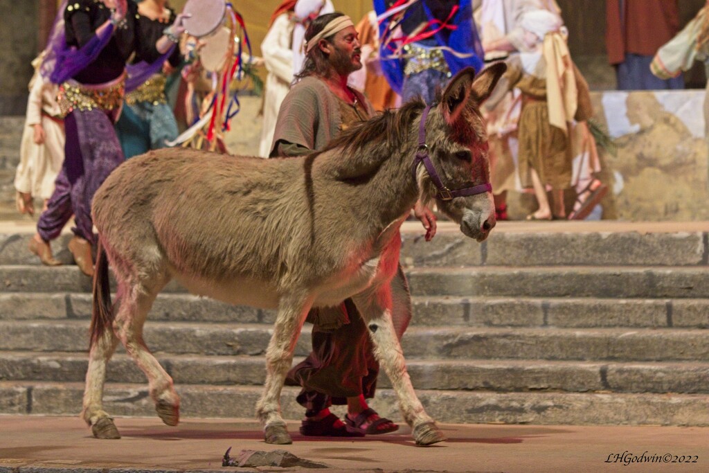 LHG_8264Donkey from The promise of Passover by rontu