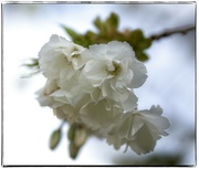 7th Apr 2022 - Blossoms