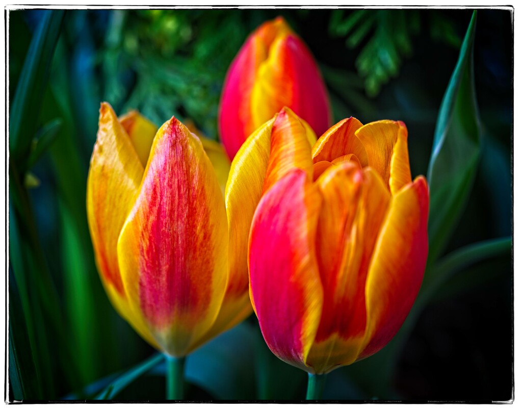Tulips by jnr