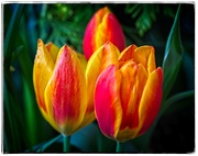2nd Apr 2022 - Tulips