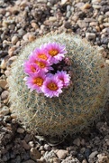 9th Apr 2022 - Blooming Cactus