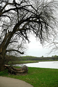 8th Apr 2022 - Tree by the shore