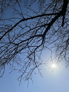 5th Apr 2022 - Sun and Branches