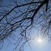 Sun and Branches by anika93