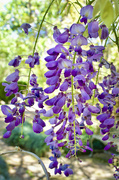 9th Apr 2022 - Wisteria never forgets